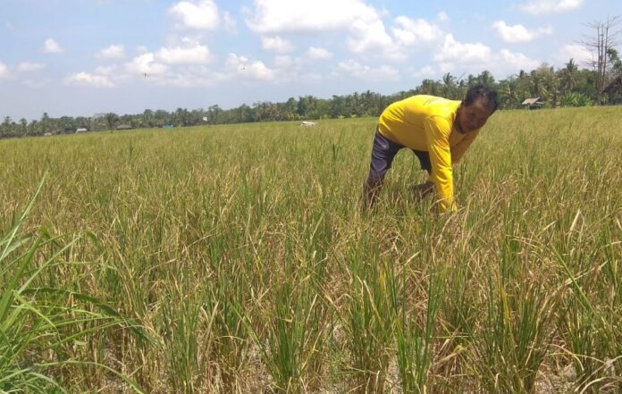 Salah satu lahan pertanian di wilayah Tabanan yang gagal panen lantaran kemarau panjang.