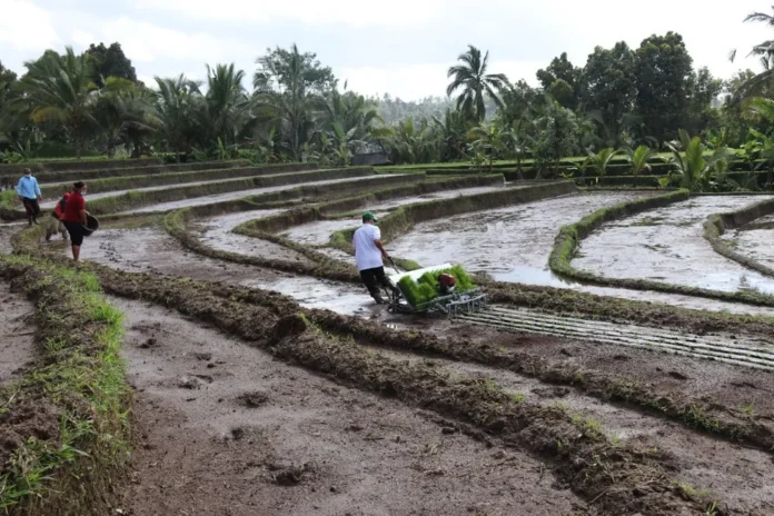 Sawah Produktif di Tabanan