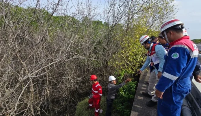 Investigasi Mangrove mati