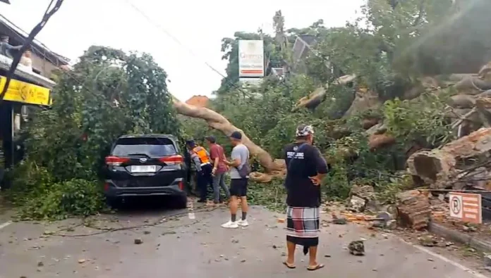 Pohon tumbang di Ubud