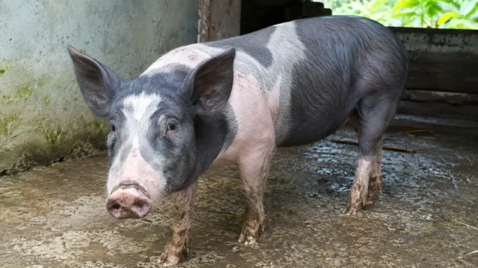 Babi Bali