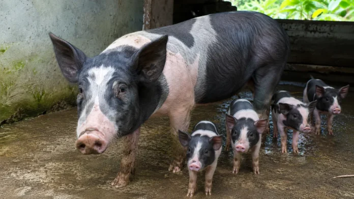 Babi dan anakan