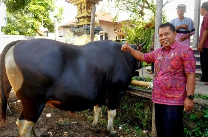 Sapi Kurban