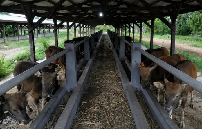 Sapi dokumen palsu