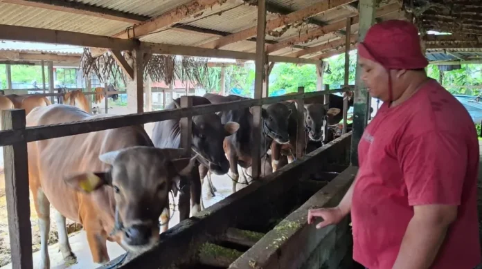 Sapi kurban