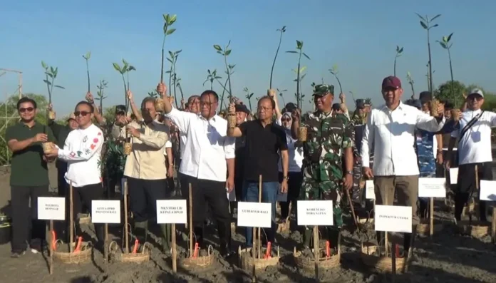 Penanaman Mangrove