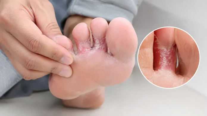Jamur kaki