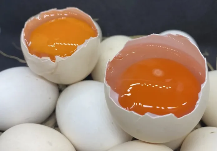 Telur ayam kampung