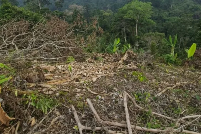 Perambahan Hutan
