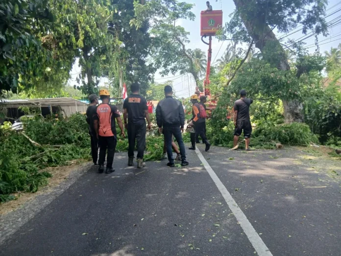 pohon tumbang